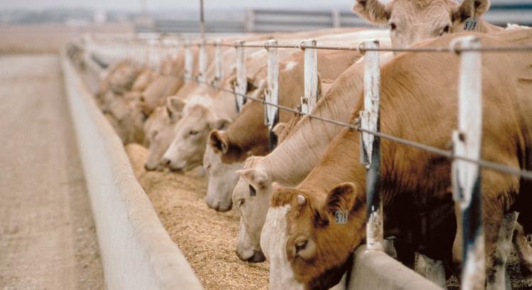Норма кормления стельных коров в сухостойный период